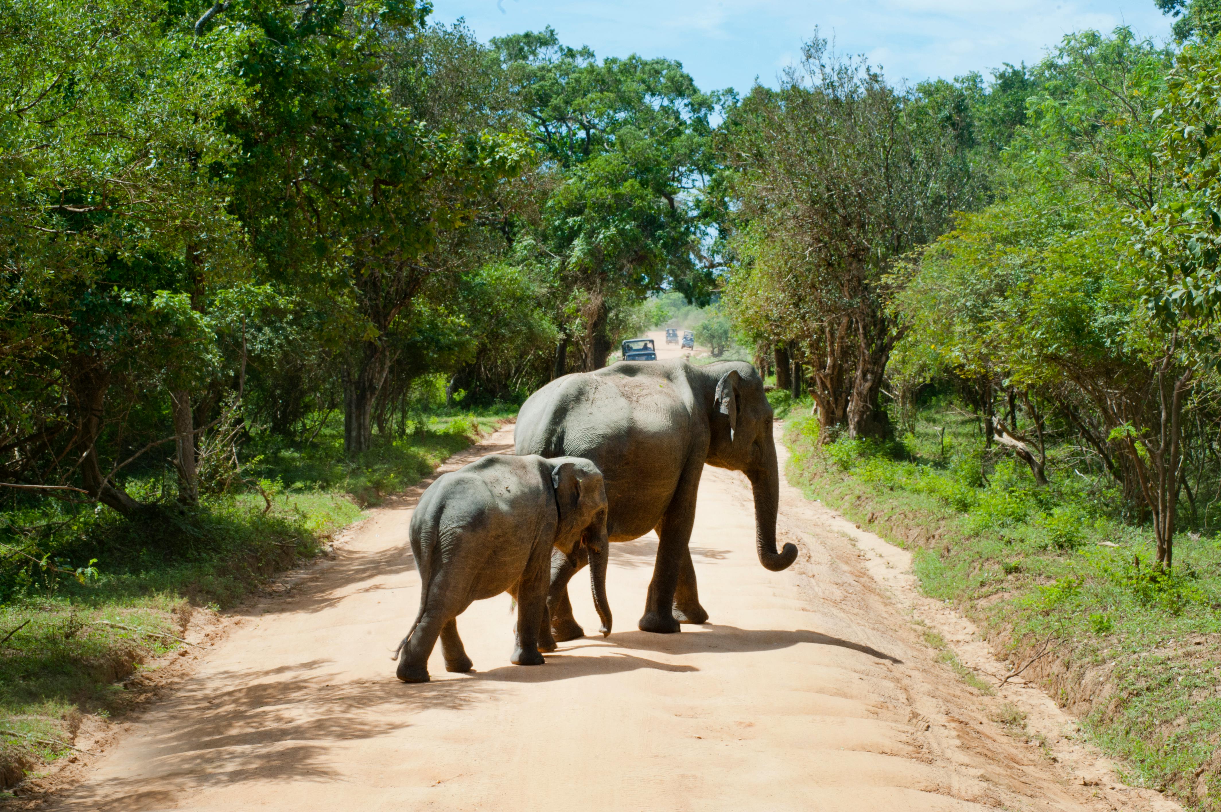 Elephants in Yala National Park
