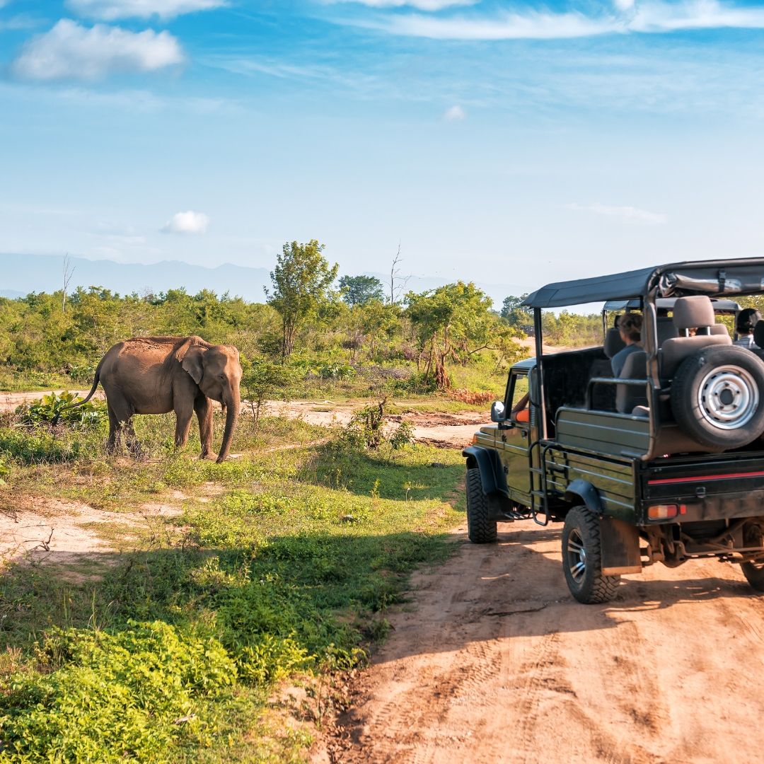 Yala National Park Safari