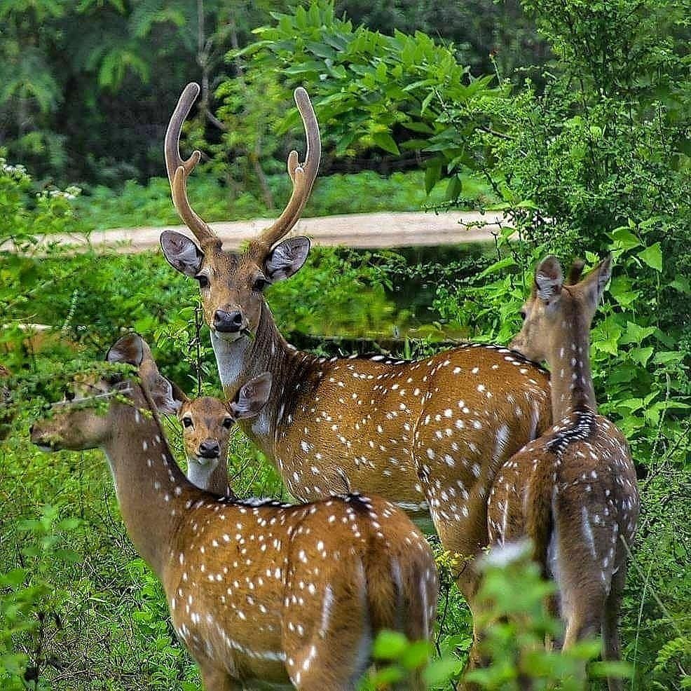 Yala National Park Safari gallery 4
