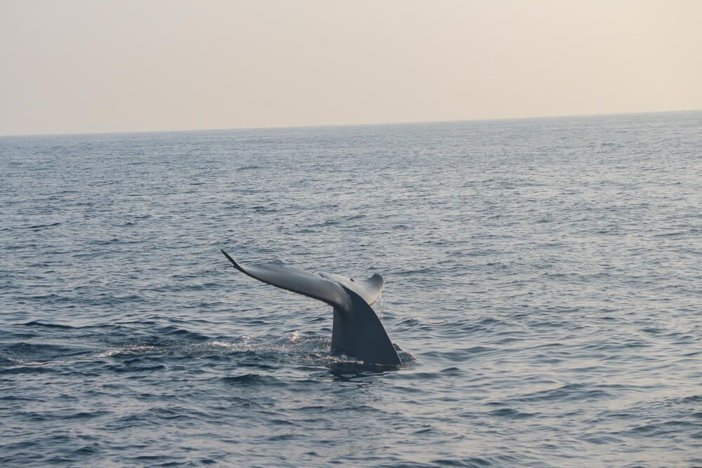 Mirissa Whale Watching gallery 4