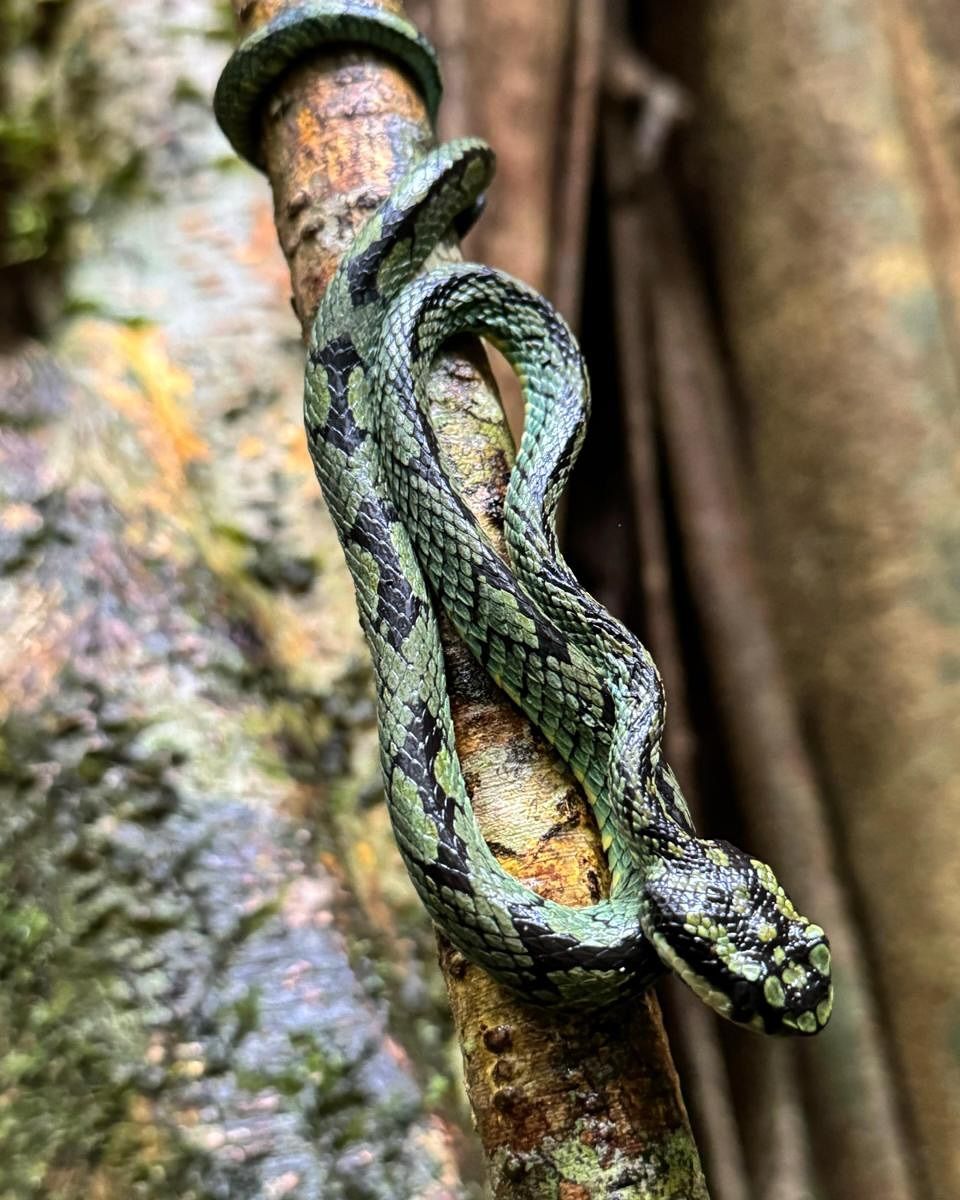 Sinharaja Rainforest Trail gallery 2