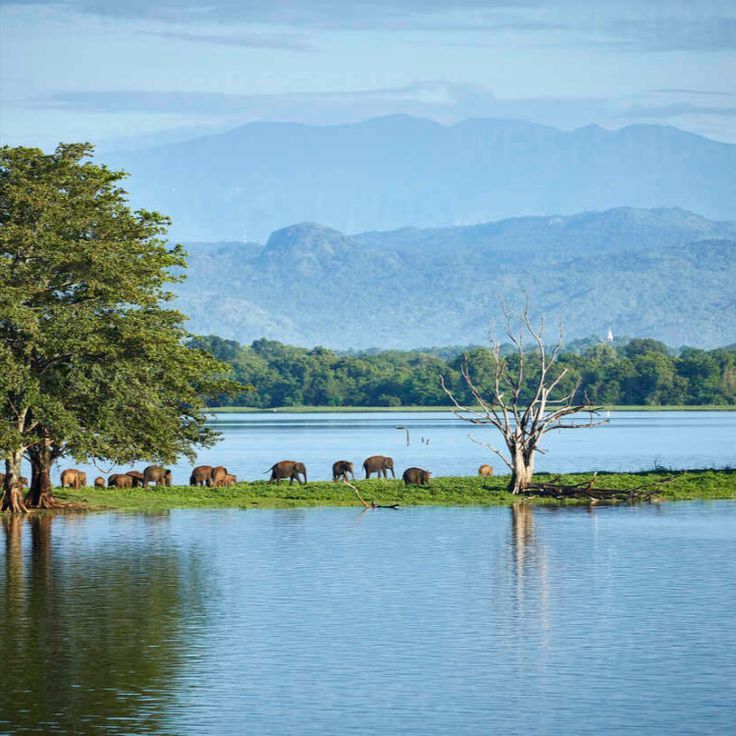 Sri Lanka Wildlife & Nature Expedition gallery 3