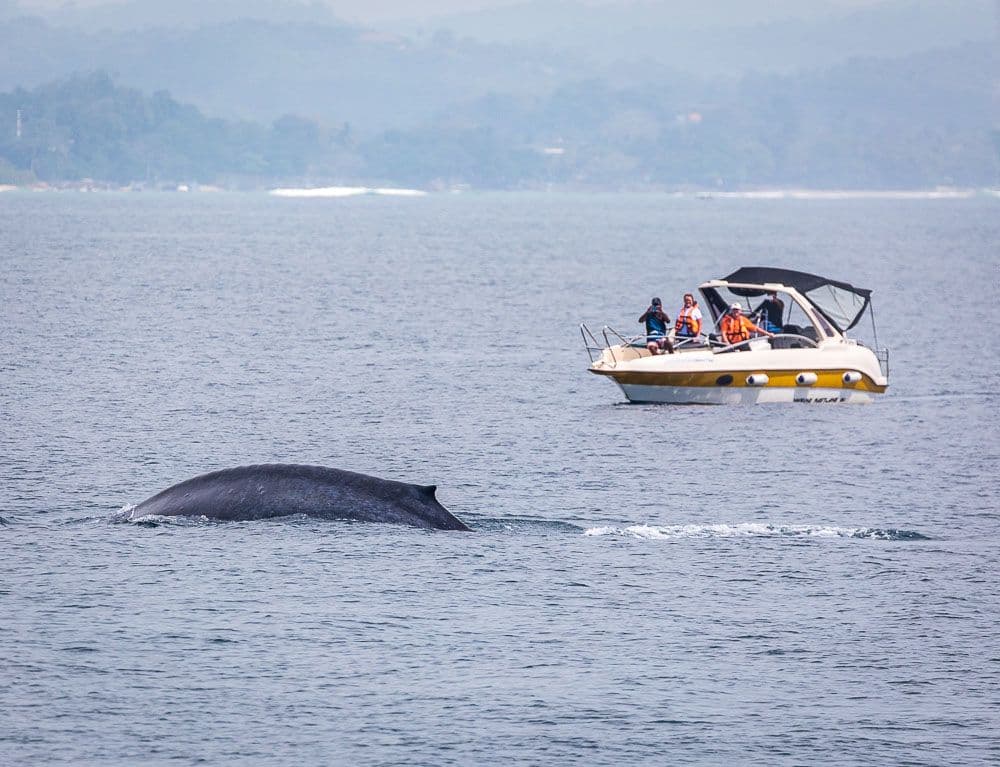 A blue whale surfacing near a whale-watching boat off Mirissa, Sri Lanka